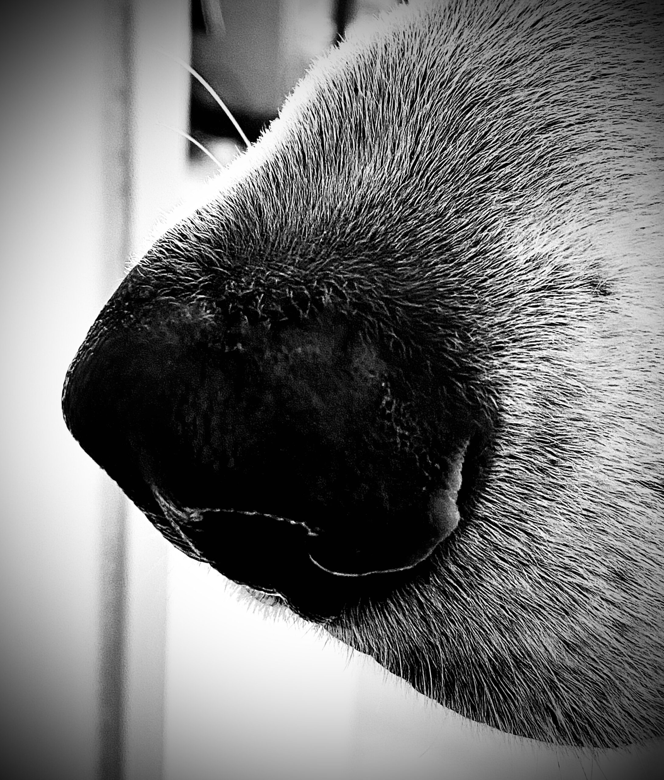 Eine niedliche Hundeschnauze